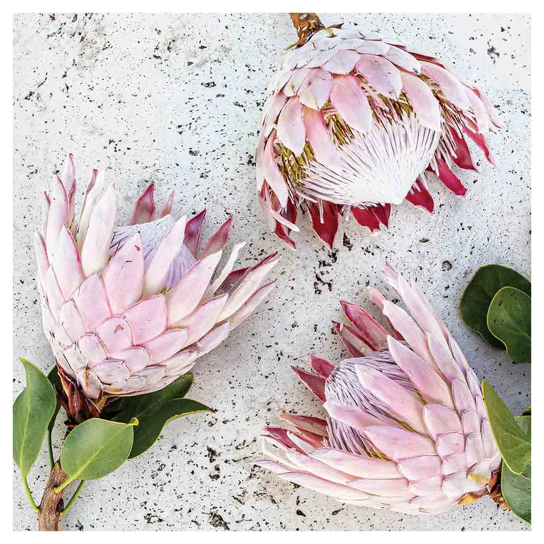 FLORAL PINK PROTEAS ON WHITE NAPKIN