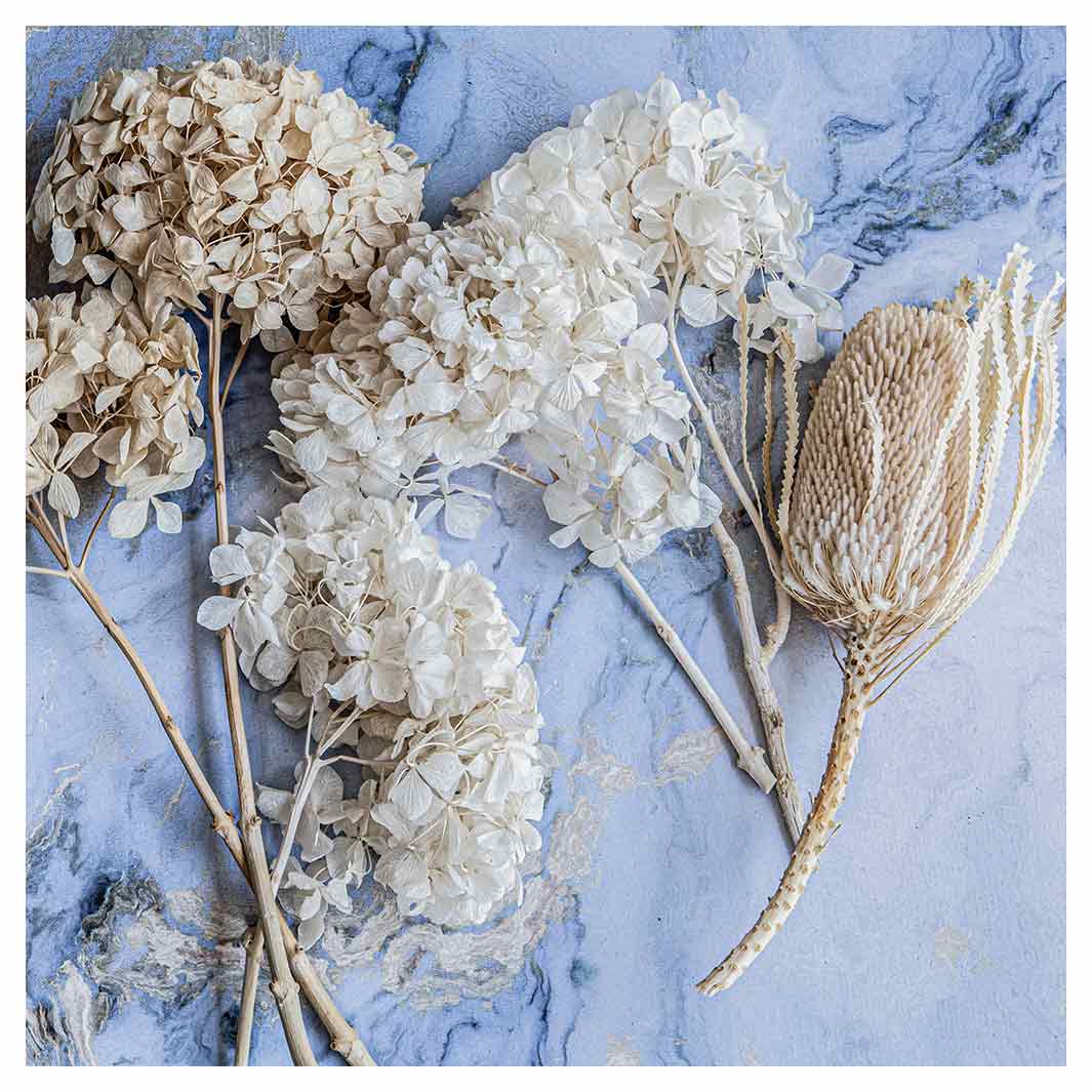 FLORAL CREAM BLEACHED HYDRANGEAS ON BLUE NAPKIN