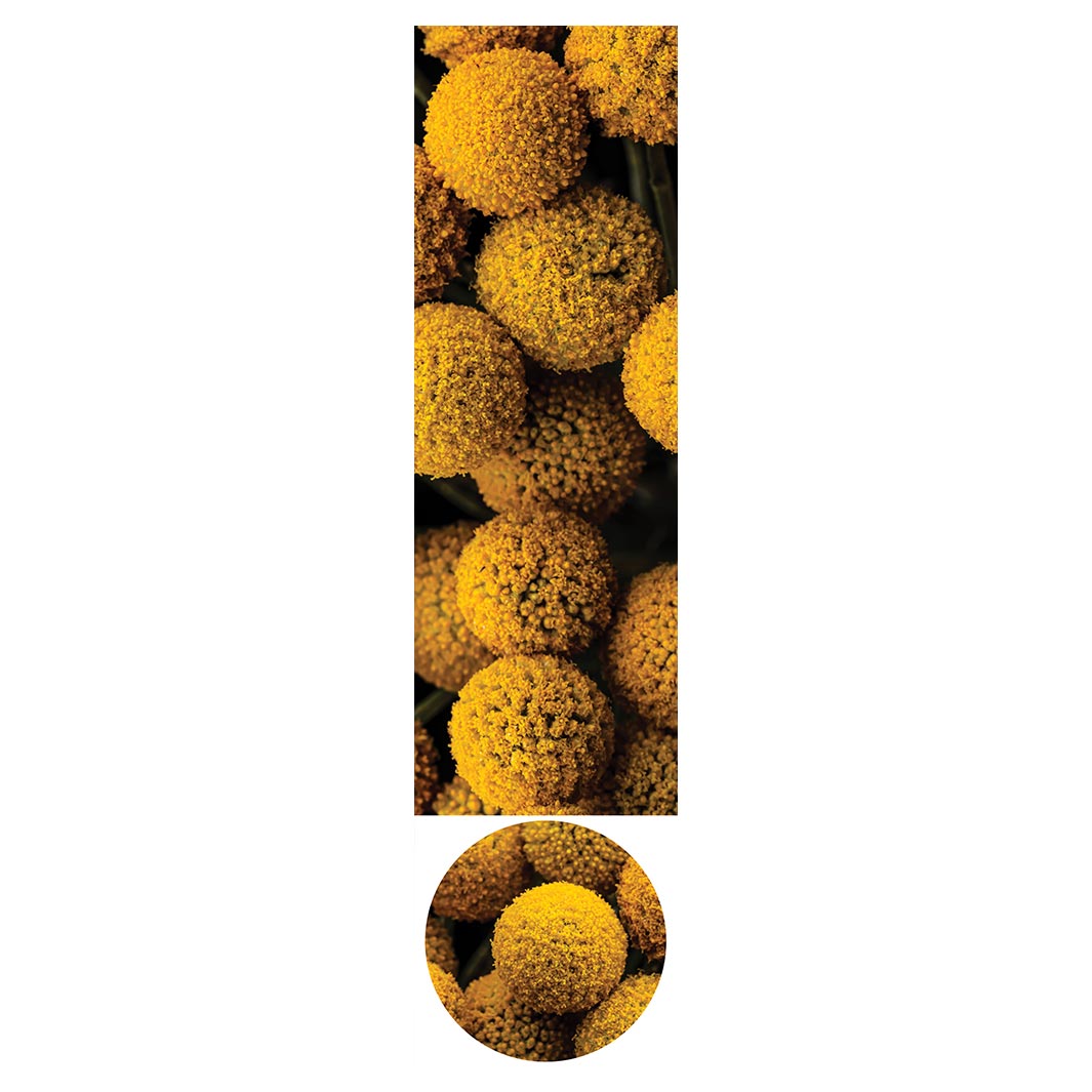 NATURAL YELLOW CRASPEDIA BILLY BUTTON BALLS ROUND OTTOMAN