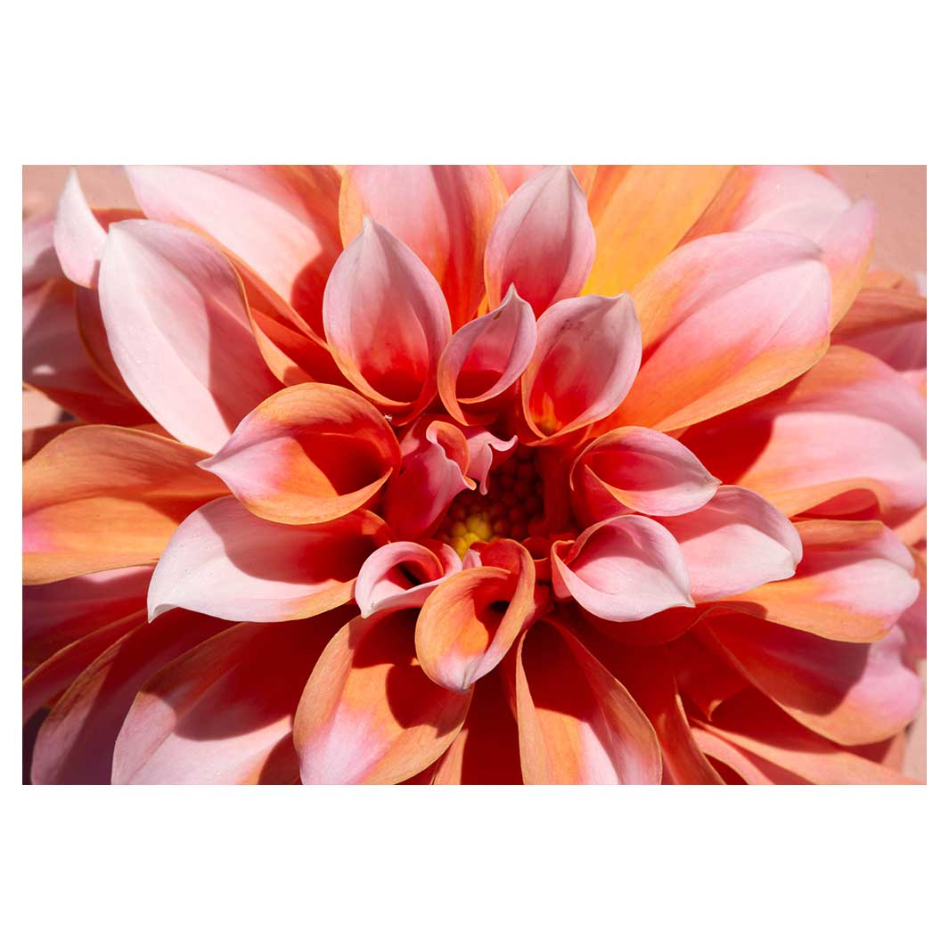 FLORAL PINK DAHLIA RECTANGULAR PLACEMAT