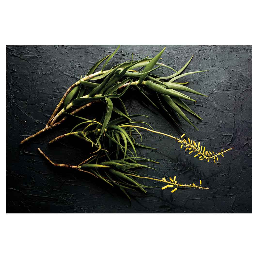 NATURAL YELLOW BLOSSOMS ALOE BUSH ON GREY RECTANGULAR PLACEMAT