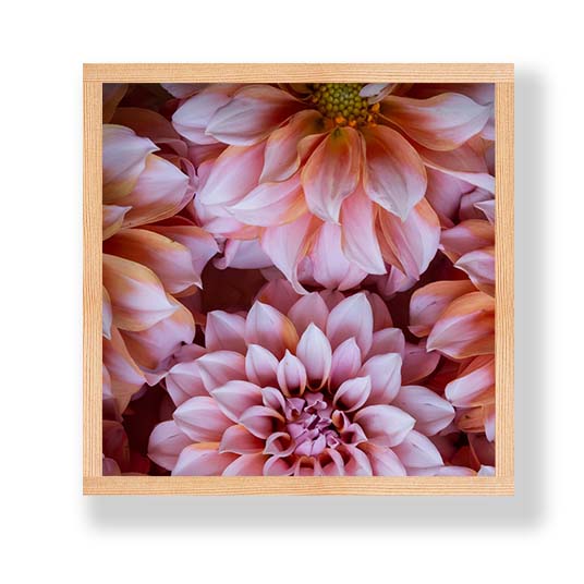 FLORAL PINK AND ORANGE DAHLIA FLOWERS PINE BOX