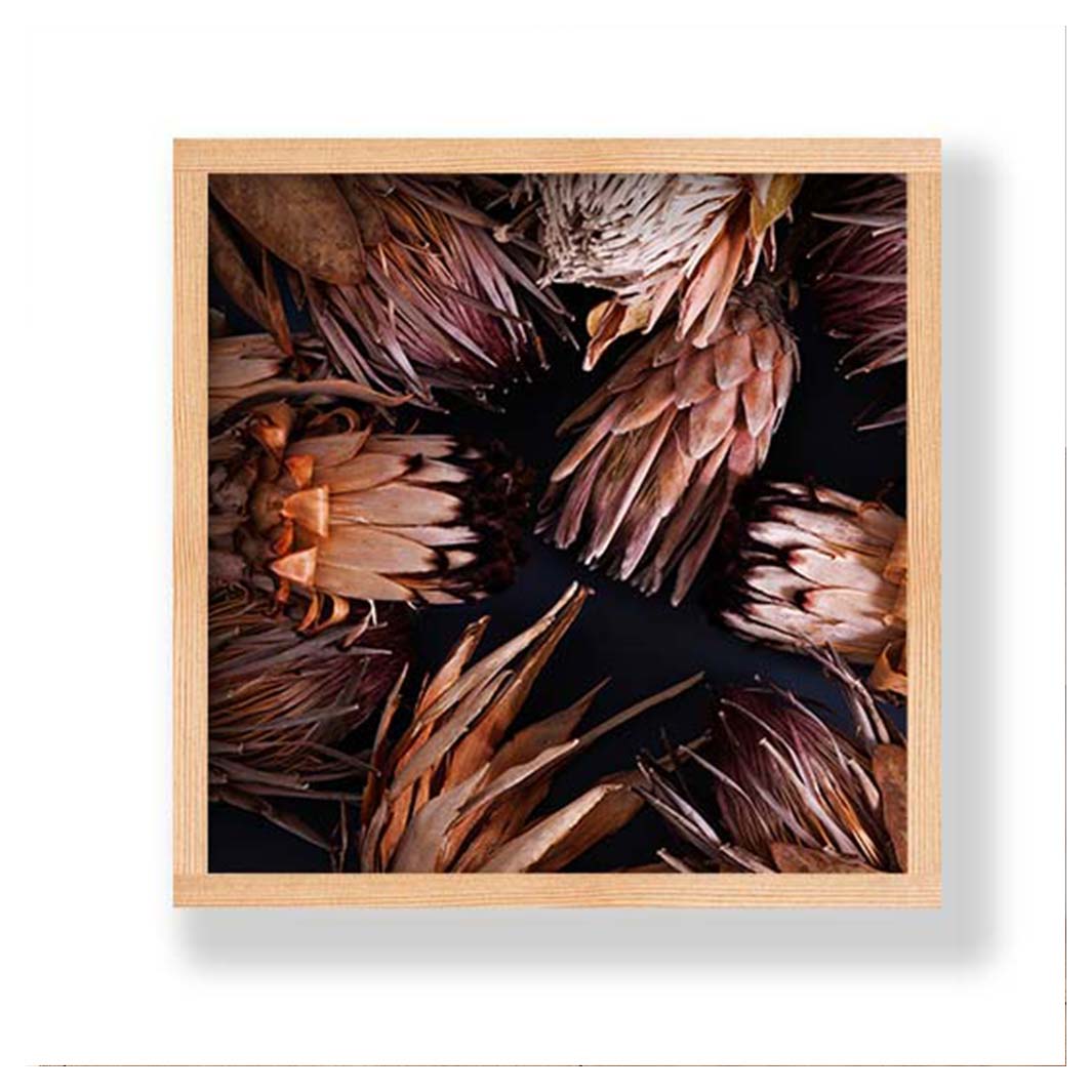 GOLDEN BROWNS PROTEAS PINE BOX