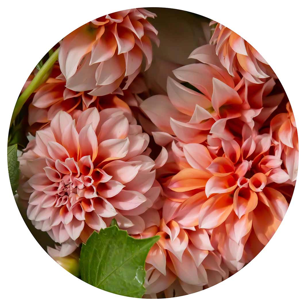 FLORAL ORANGE SCATTERED DAHLIAS WITH LEAVES ROUND PLACEMAT