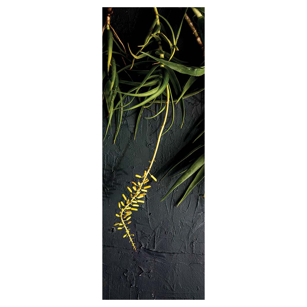 NATURAL YELLOW BLOSSOMS ALOE BUSH ON GREY RUNNER RUG