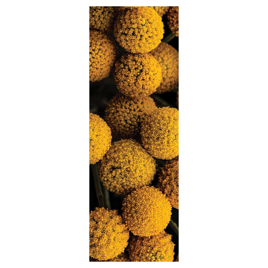 NATURAL YELLOW CRASPEDIA BILLY BUTTON BALLS RUNNER RUG