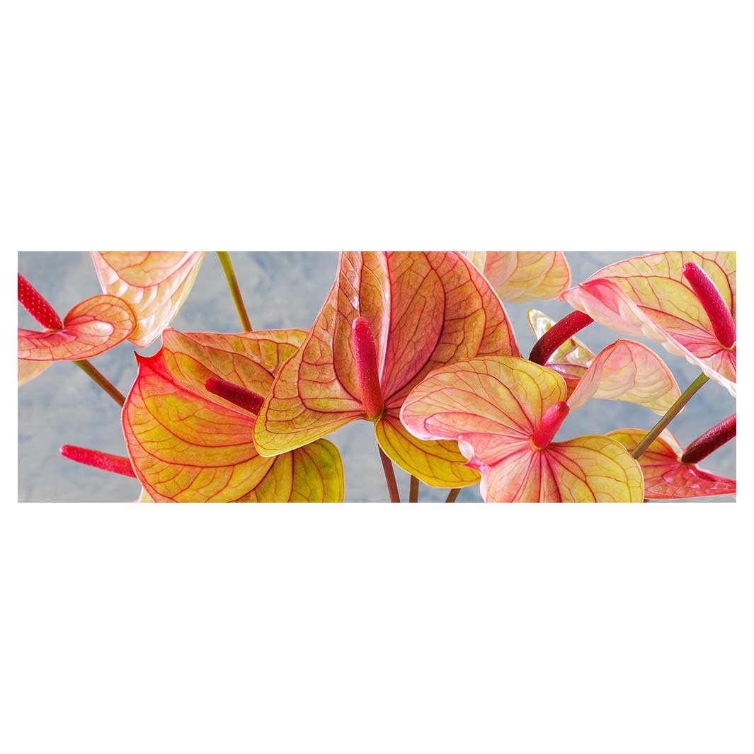 ANTHURIUM LIGHT PINK AND GREEN ON BLUE RUNNER RUG