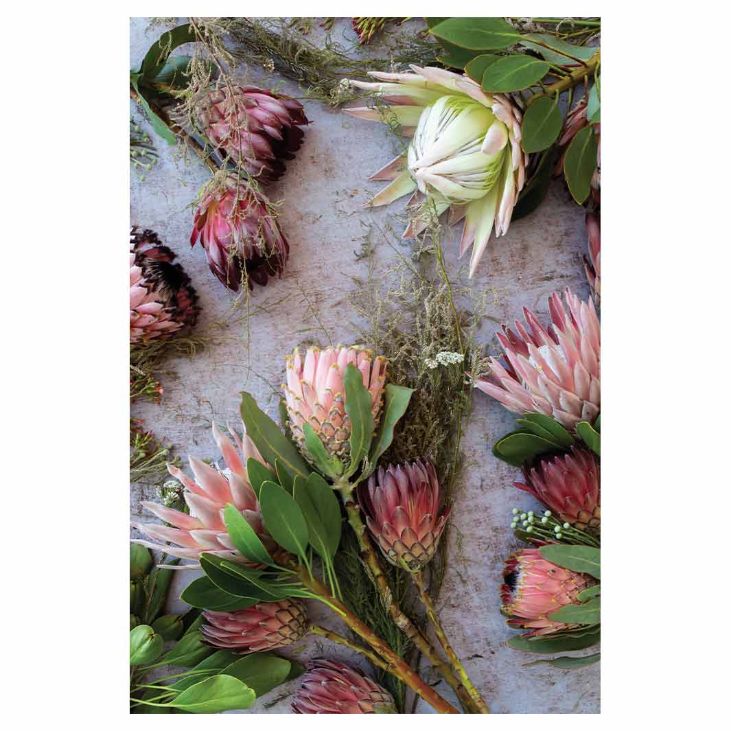 FLORAL PINK MIXED KING PROTEAS RECTANGULAR RUG