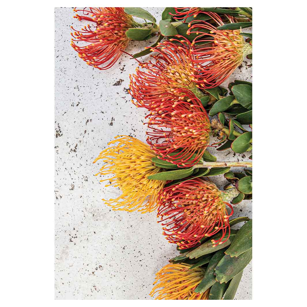 FLORAL ORANGE PIN CUSHIONS ON WHITE RECTANGULAR RUG