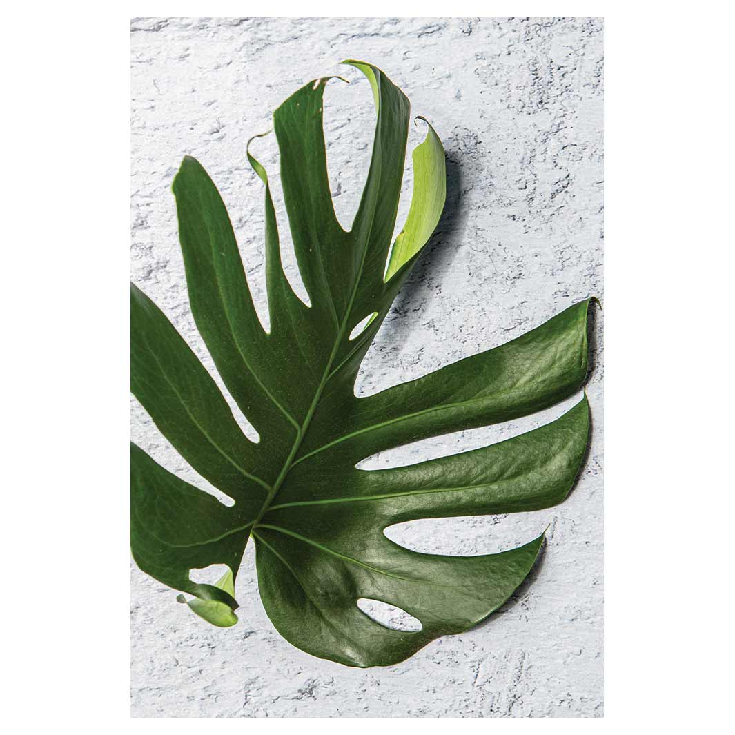 LEAVES GREEN MONSTERA LEAF RECTANGULAR RUG