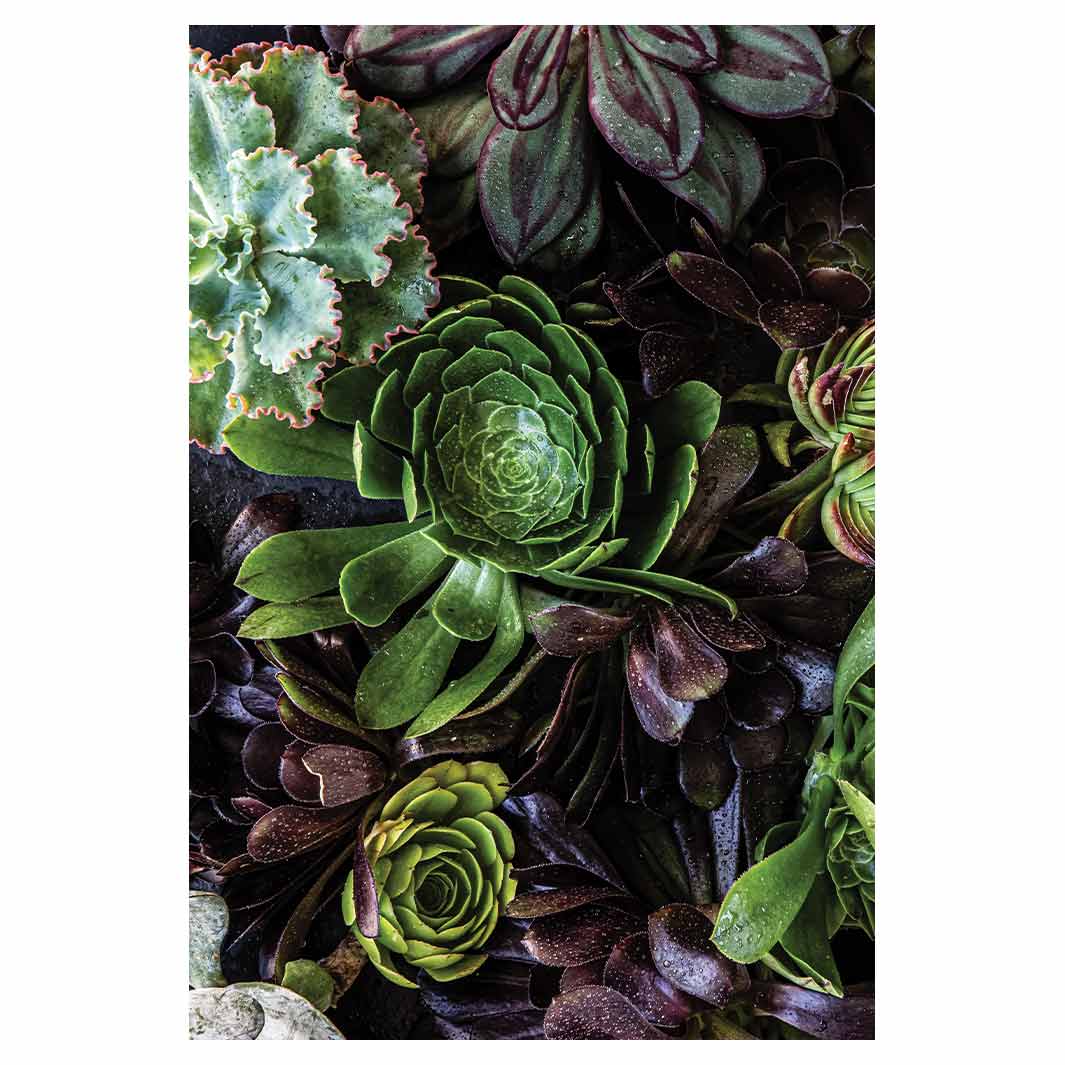 NATURAL GREEN AND PURPLE ALOE GARDEN RECTANGULAR RUG