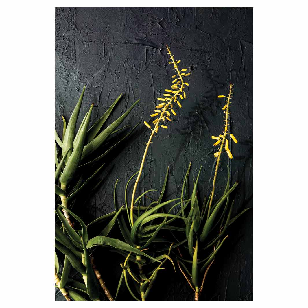 NATURAL YELLOW BLOSSOMS ALOE BUSH ON GREY RECTANGULAR RUG