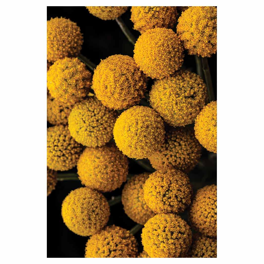 NATURAL YELLOW CRASPEDIA BILLY BUTTON BALLS RECTANGULAR RUG