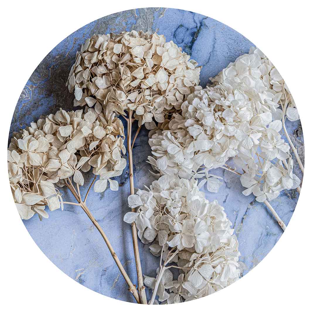 FLORAL CREAM BLEACHED HYDRANGEAS ON BLUE ROUND RUG