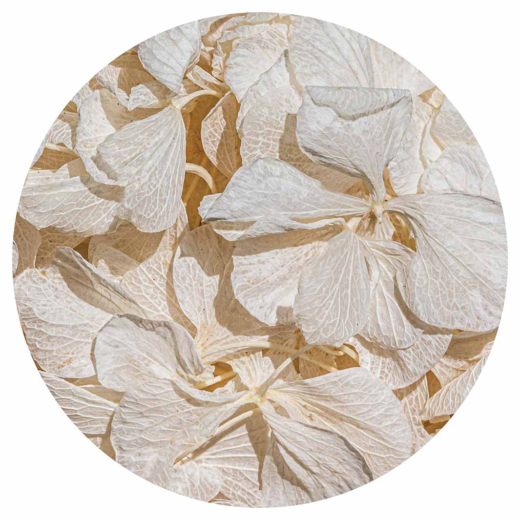 FLORAL CREAM BLEACHED HYDRANGEA LEAVES ROUND RUG