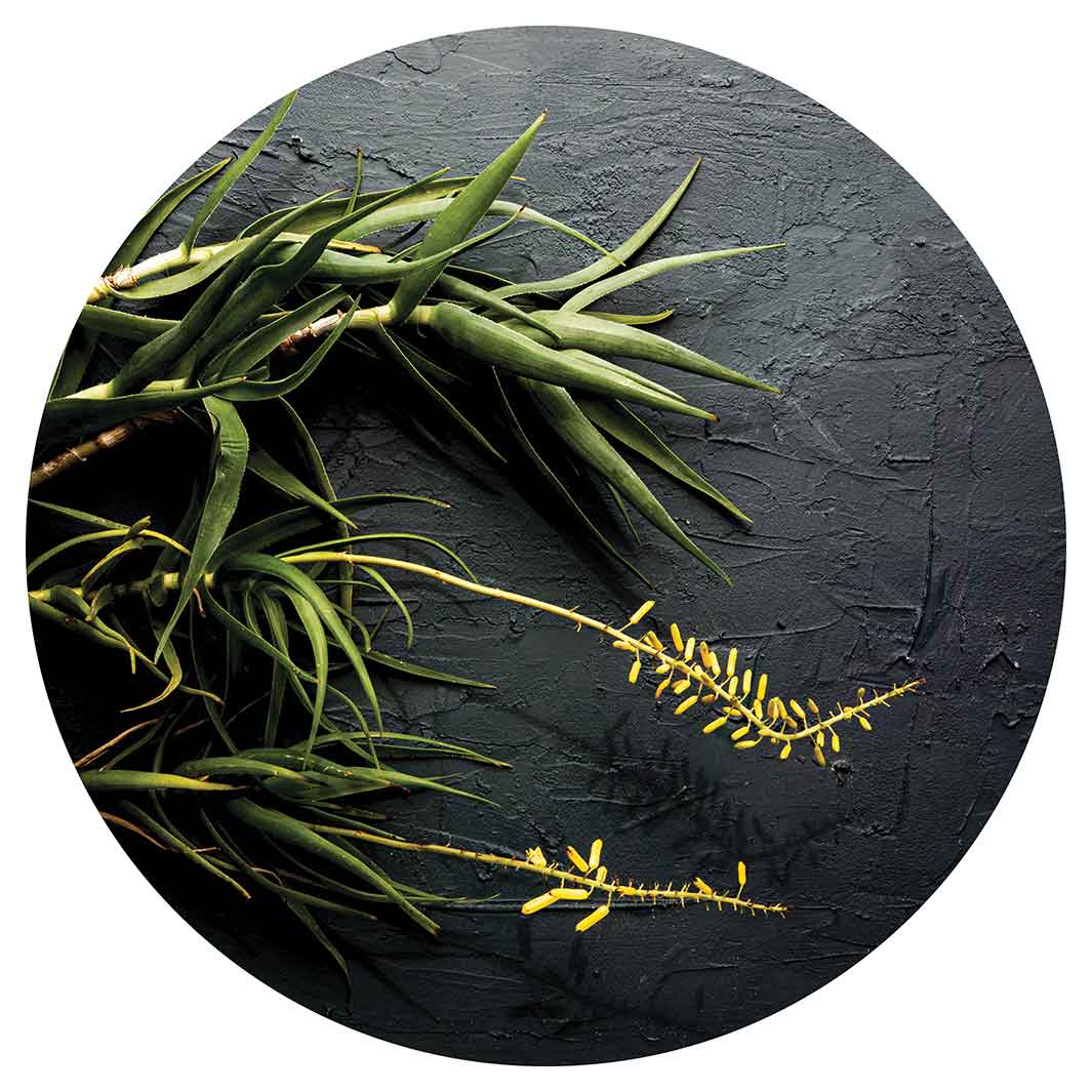 NATURAL YELLOW BLOSSOMS ALOE BUSH ON GREY ROUND RUG