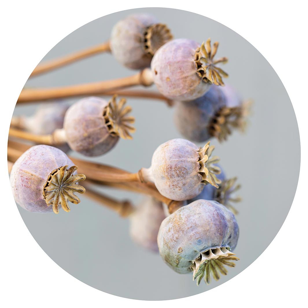 NATURAL PURPLE GIANT POPPY SEED BUNCH ON GREY ROUND RUG