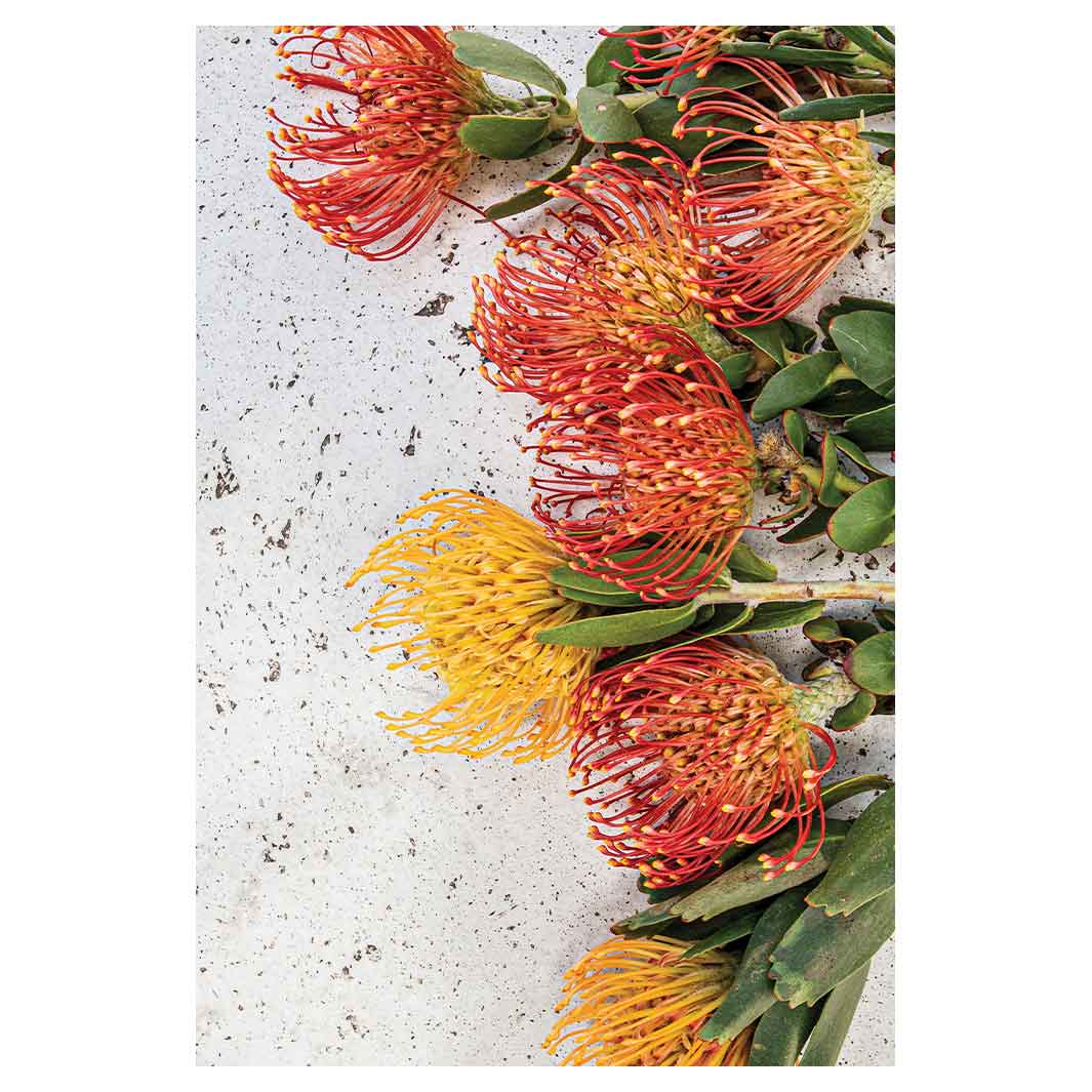 FLORAL ORANGE PIN CUSHIONS ON WHITE RECTANGULAR RUG