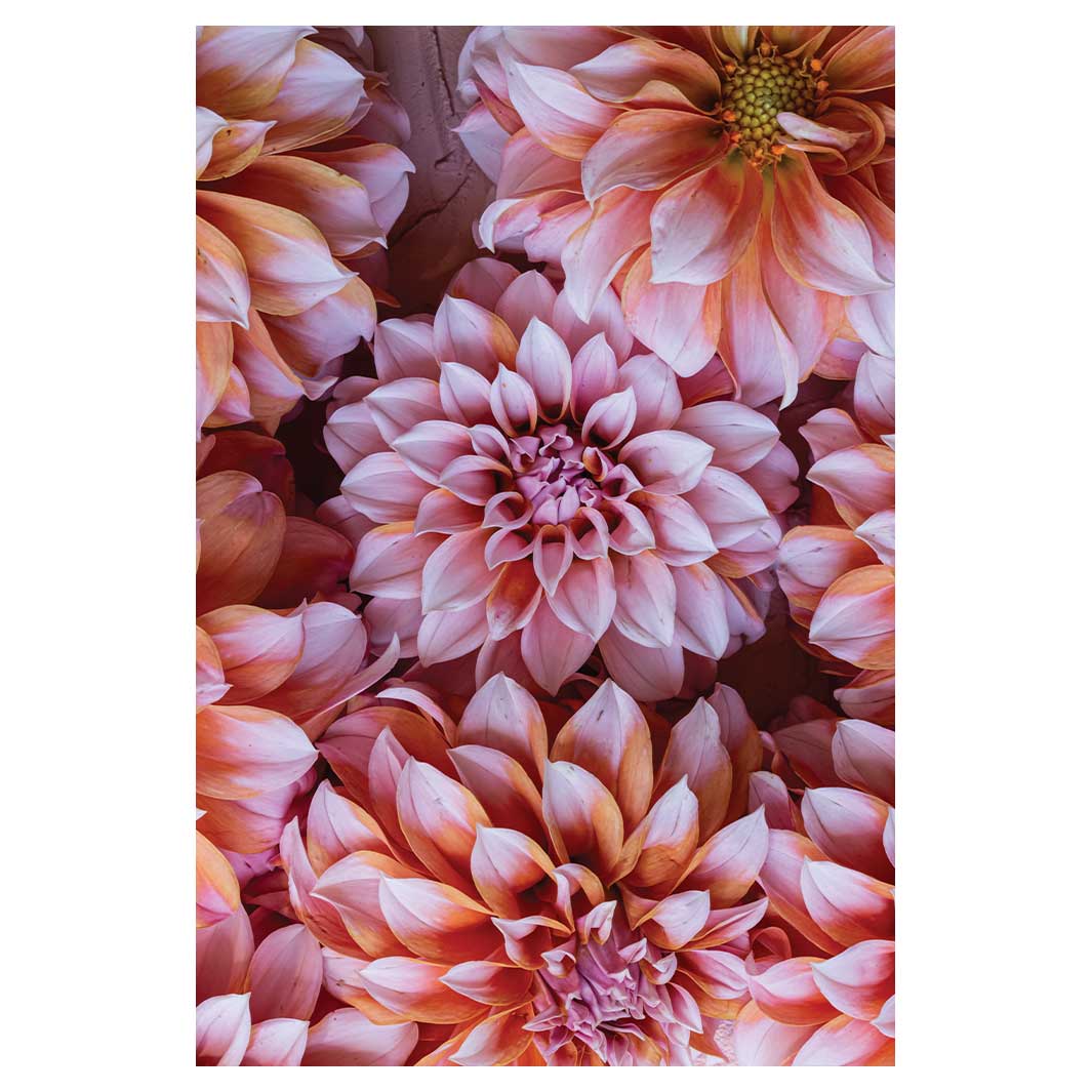 FLORAL PINK AND ORANGE DAHLIA FLOWERS RECTANGULAR RUG