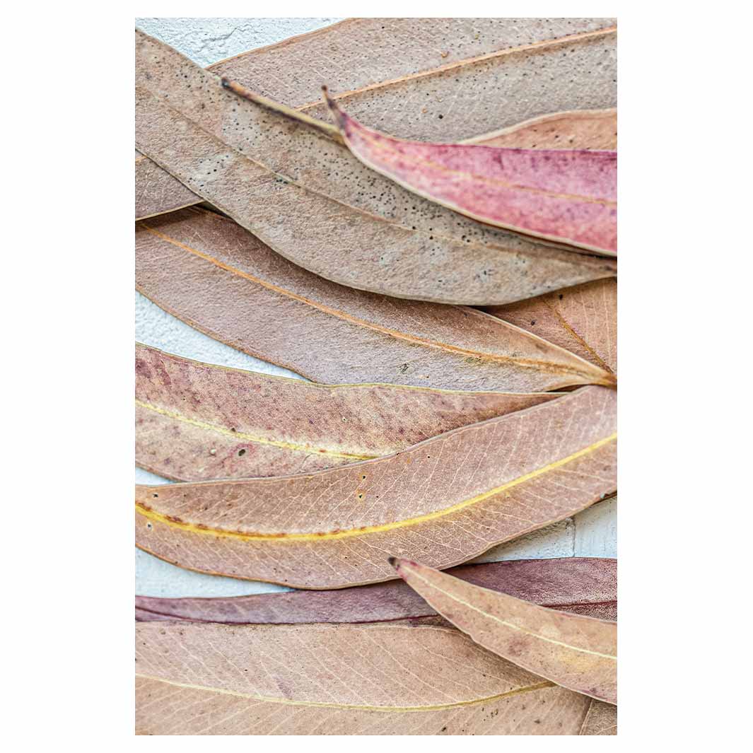 LEAVES PINK DRIED LEAVES RECTANGULAR RUG