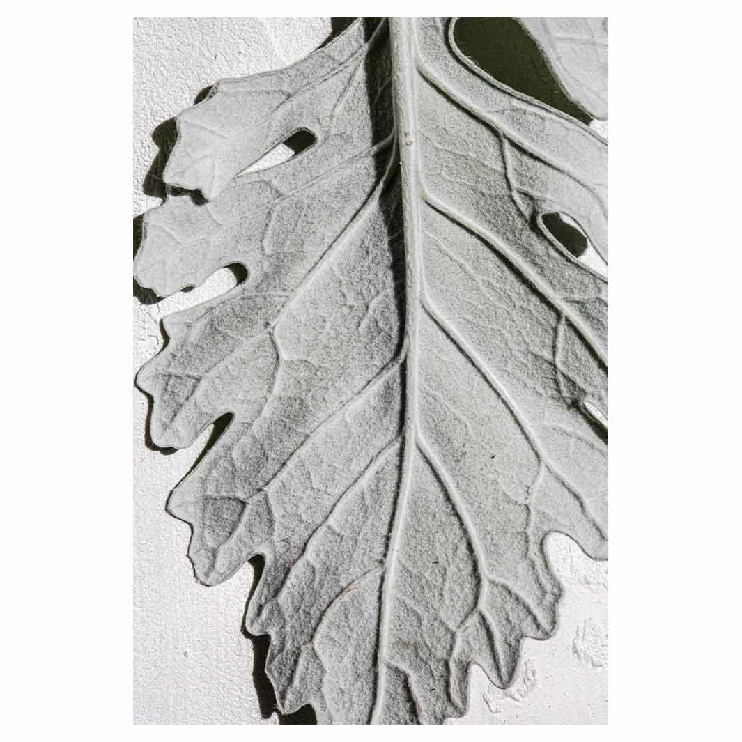 LEAVES GREY MONOCHROME LEAF RECTANGULAR RUG