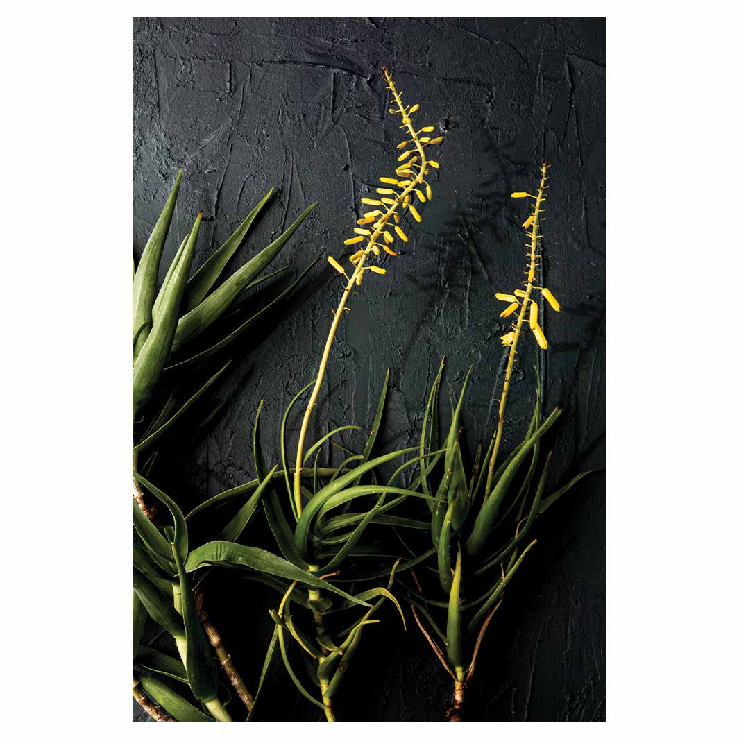 NATURAL YELLOW BLOSSOMS ALOE BUSH ON GREY RECTANGULAR RUG