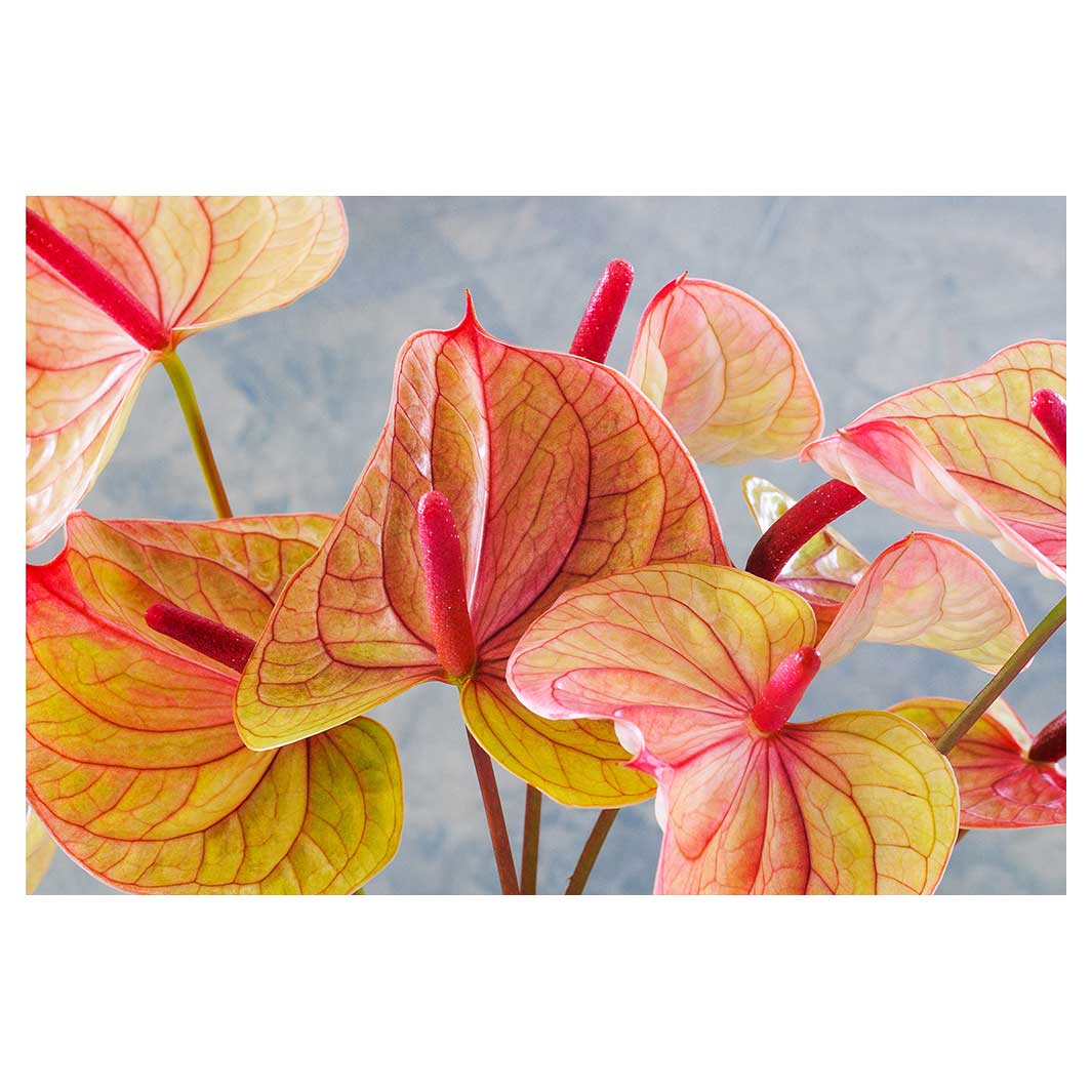 ANTHURIUM LIGHT PINK AND GREEN ON BLUE RECTANGULAR RUG