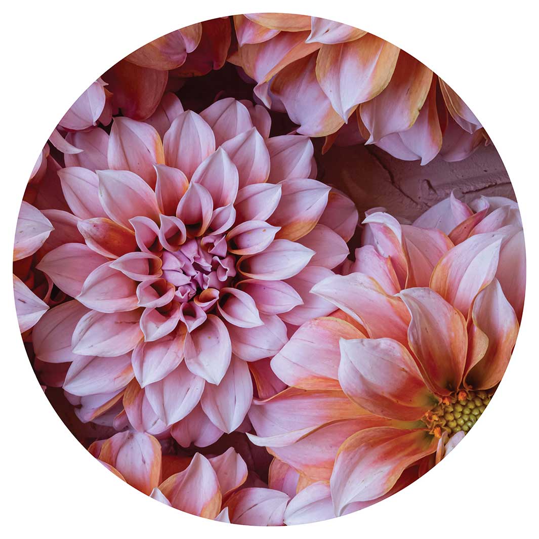 FLORAL PINK AND ORANGE DAHLIA FLOWERS SERVING BOARD