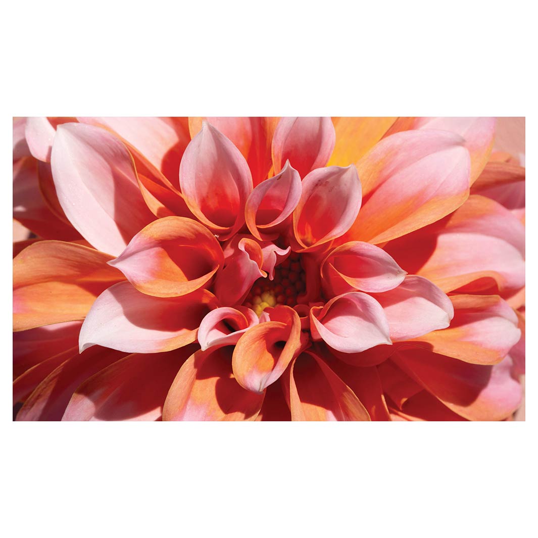 FLORAL PINK DAHLIA RECTANGULAR SCATTER CUSHION