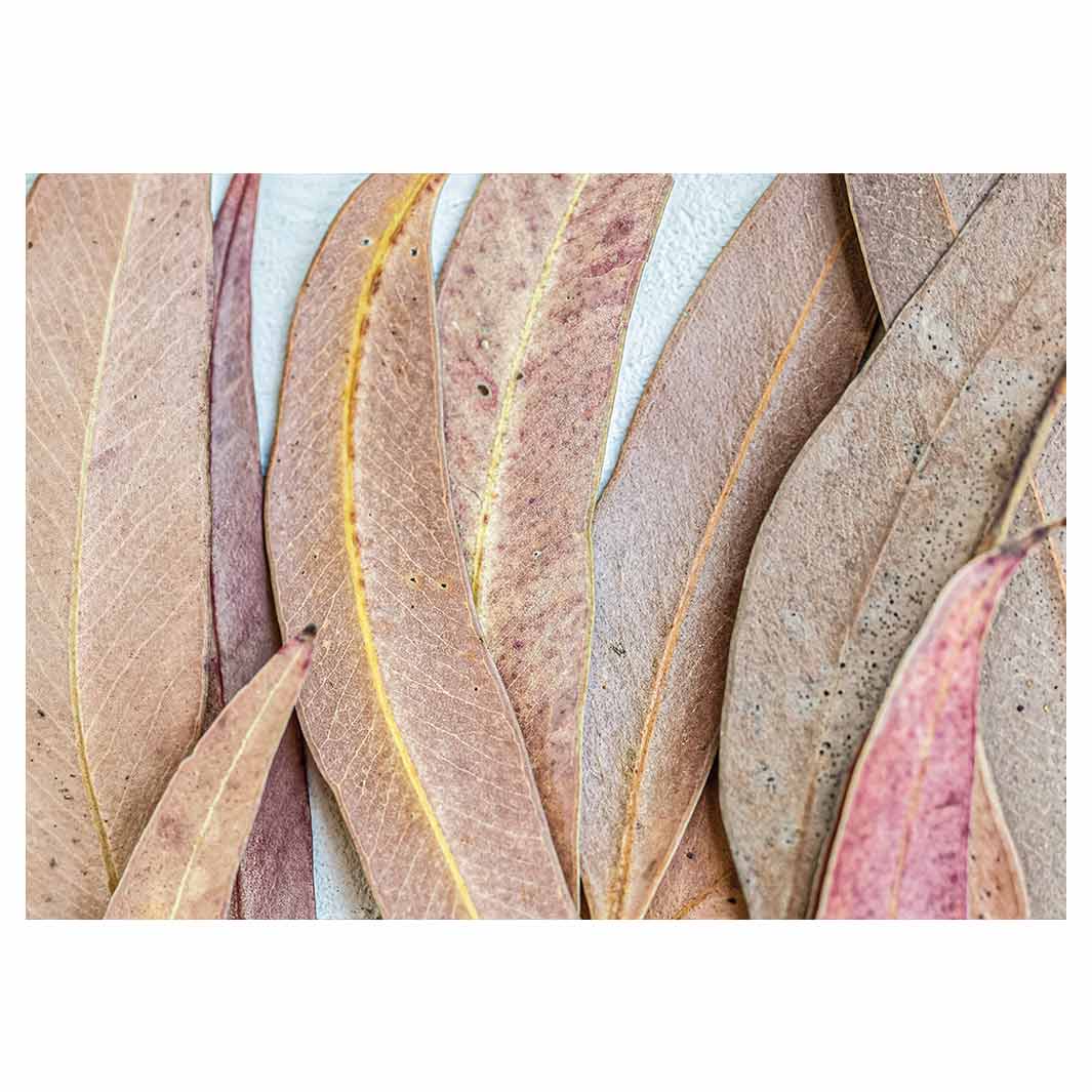 LEAVES PINK DRIED LEAVES TABLECLOTH