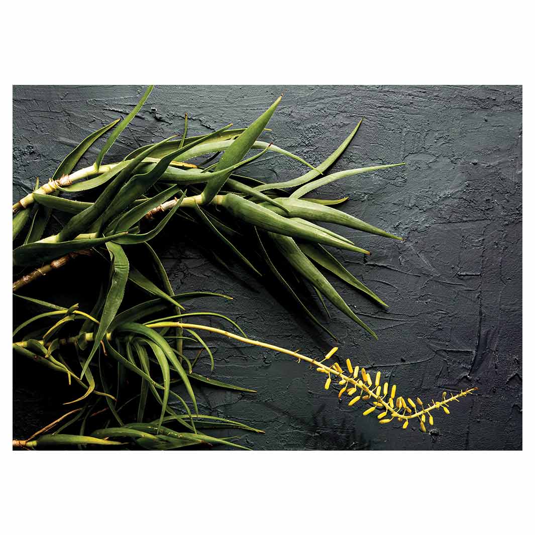 NATURAL YELLOW BLOSSOMS ALOE BUSH ON GREY TABLECLOTH