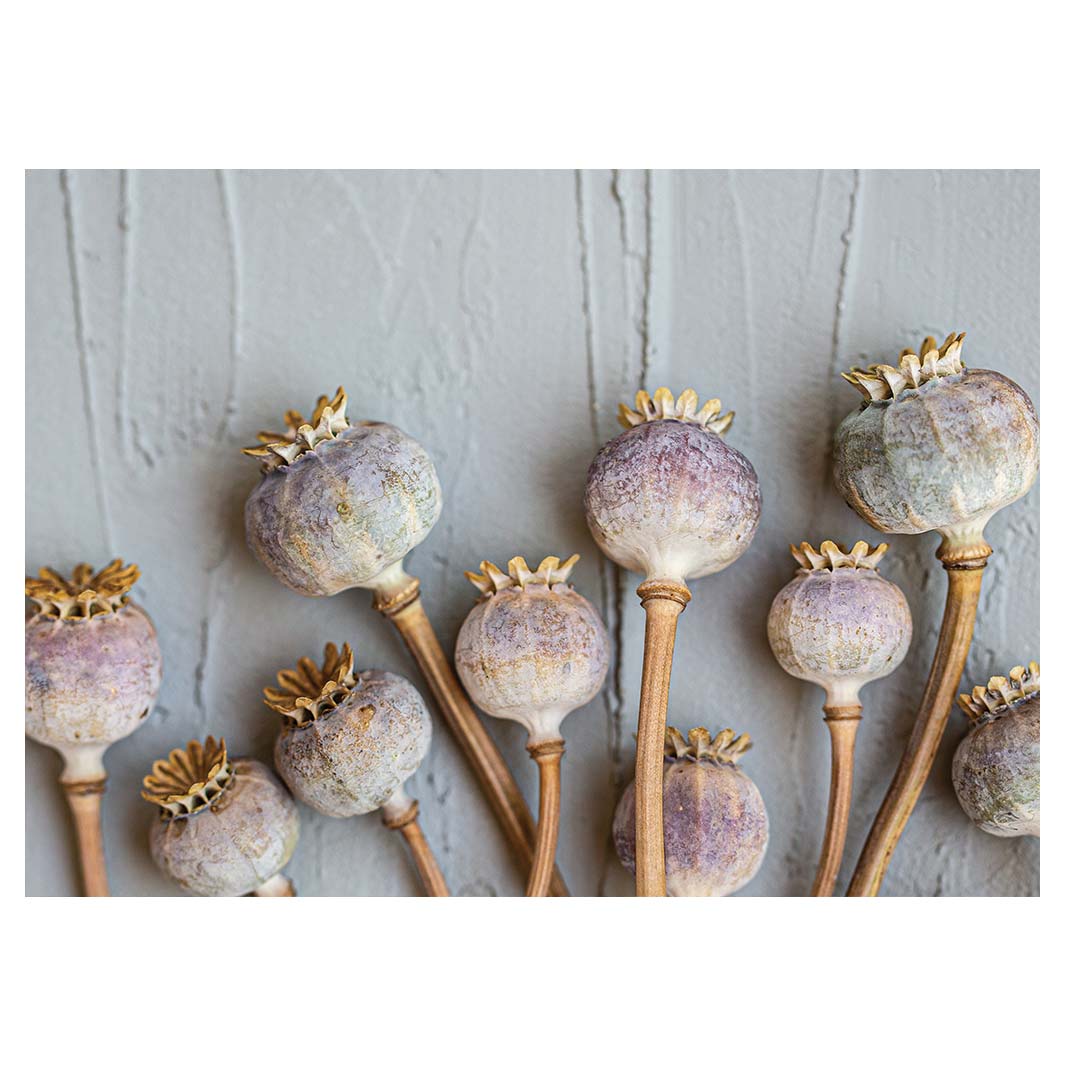 NATURAL PURPLE GIANT POPPY SEEDS ON GREY TABLECLOTH