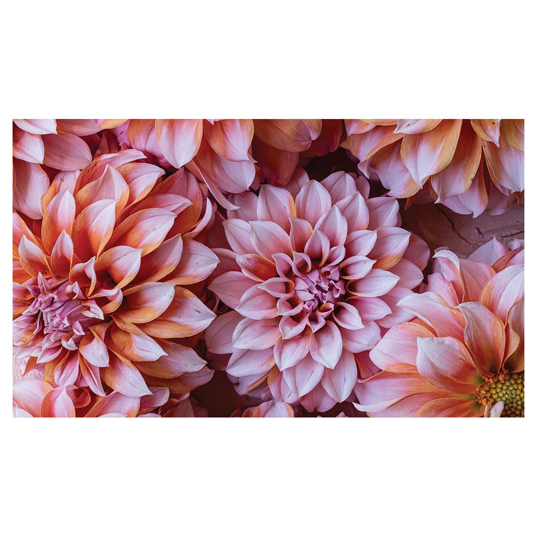 FLORAL PINK AND ORANGE DAHLIA FLOWERS TABLECLOTH