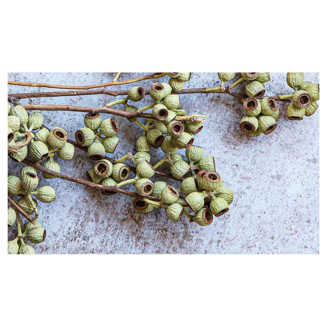 NATURAL GREEN NATURAL AMBERNUTS TABLECLOTH