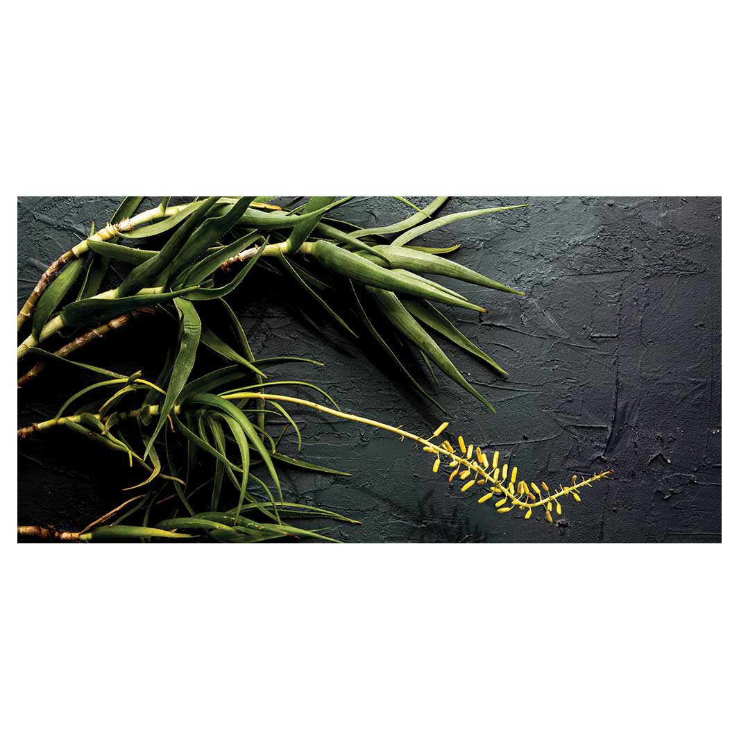 NATURAL YELLOW BLOSSOMS ALOE BUSH ON GREY TABLECLOTH