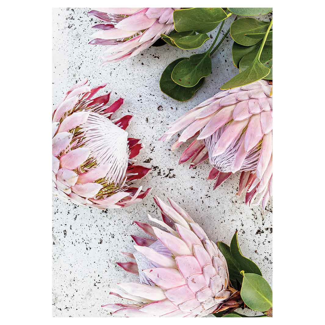 FLORAL PINK PROTEAS ON WHITE TEA TOWEL