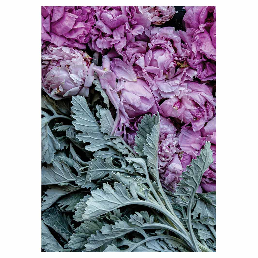 FLORAL SILVER LEAVES WITH PINK PEONIES TEA TOWEL