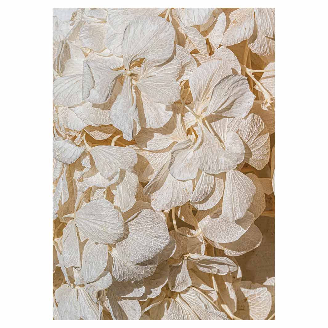 FLORAL CREAM BLEACHED HYDRANGEA LEAVES TEA TOWEL