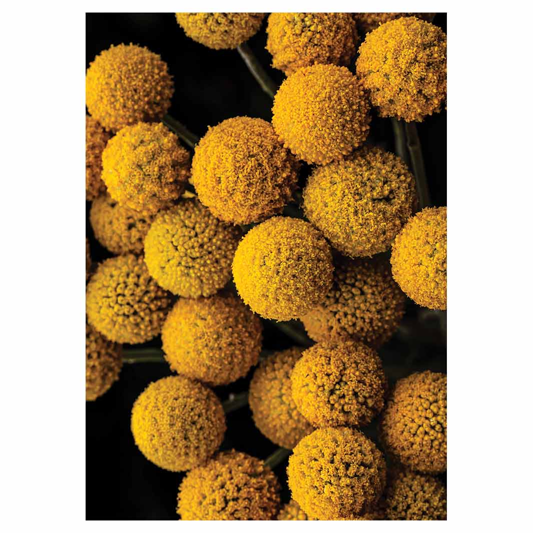 NATURAL YELLOW CRASPEDIA BILLY BUTTON BALLS TEA TOWEL