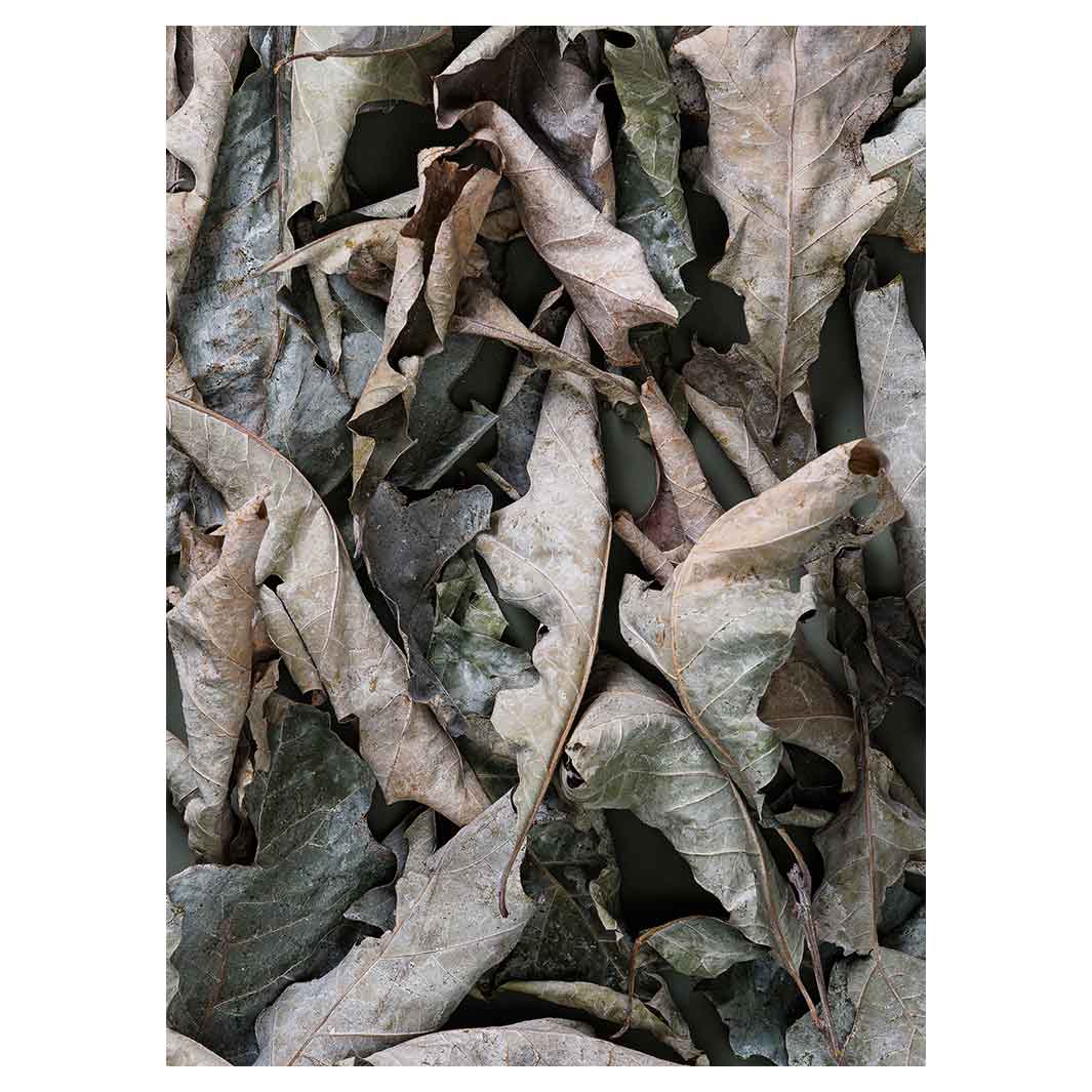 MONOCHROMATIC GREY GREEN LEAVES TEA TOWEL