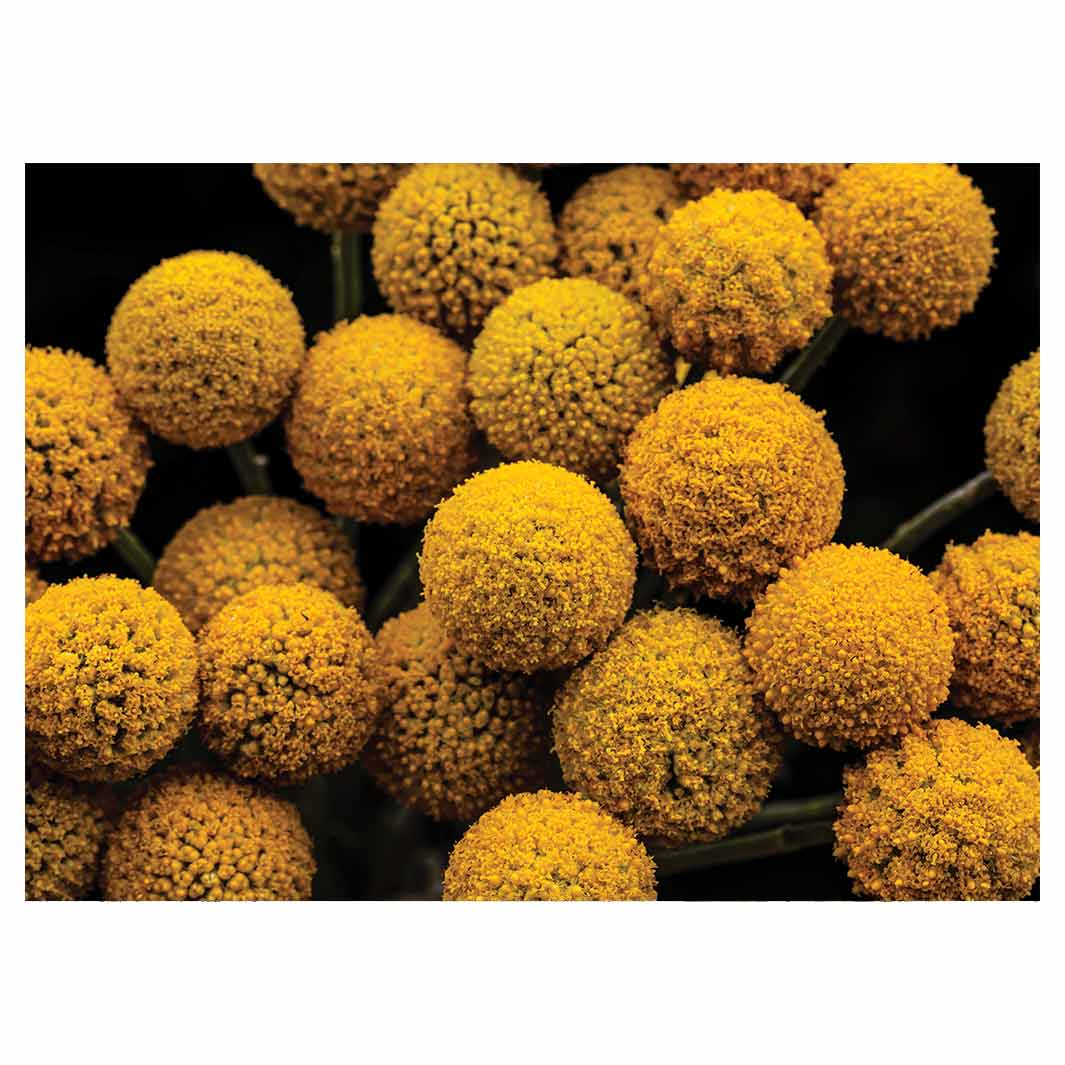 NATURAL YELLOW CRASPEDIA BILLY BUTTON BALLS TEA TRAY