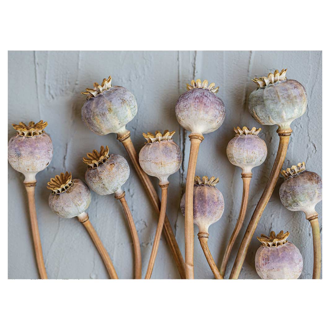 NATURAL PURPLE GIANT POPPY SEEDS ON GREY TEA TRAY