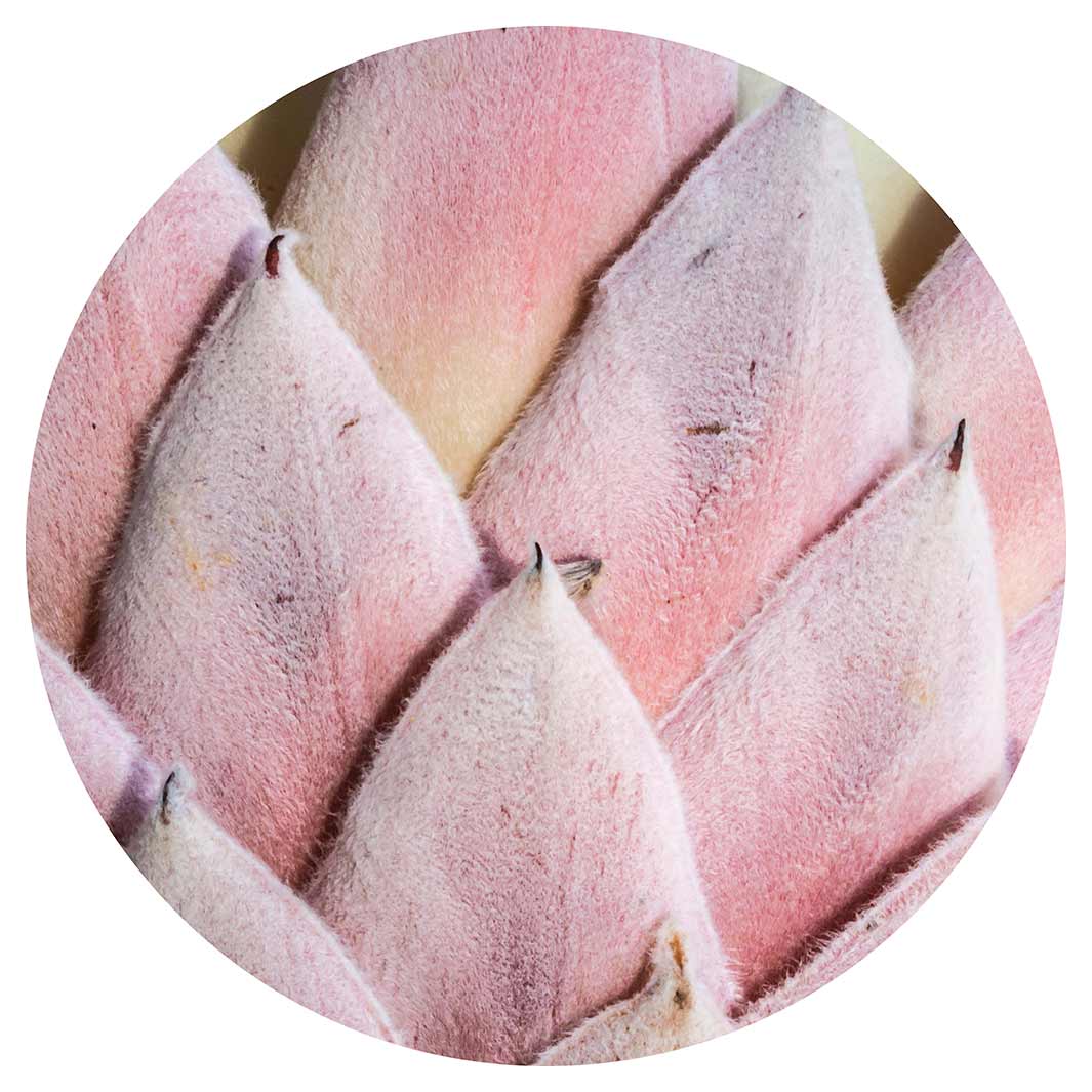 FLORAL DEEP PINK KING PROTEA LEAVES VINYL FOAM ROUND MAT