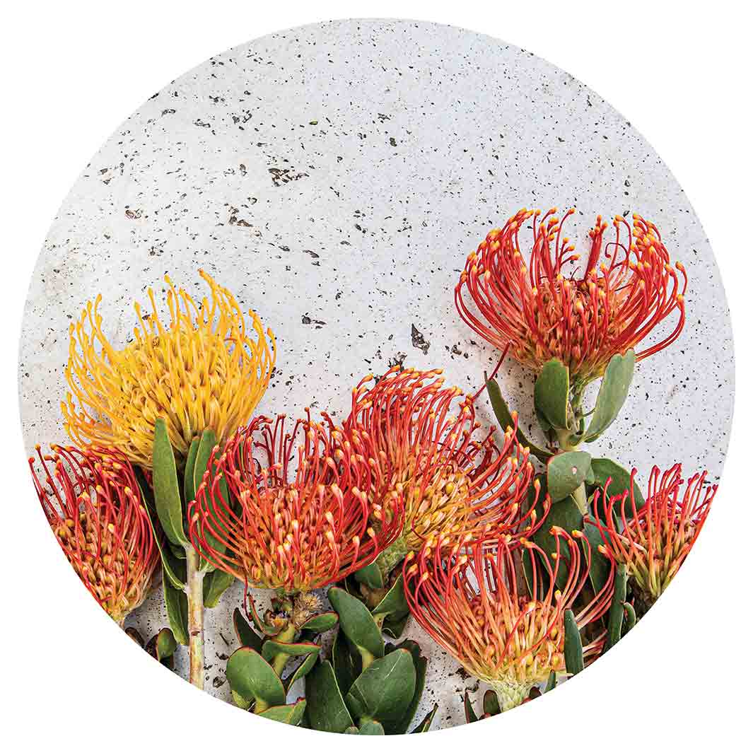 FLORAL ORANGE PIN CUSHIONS ON WHITE VINYL FOAM ROUND MAT