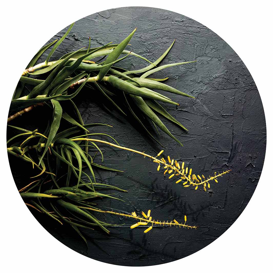 NATURAL YELLOW BLOSSOMS ALOE BUSH ON GREY VINYL FOAM ROUND MAT