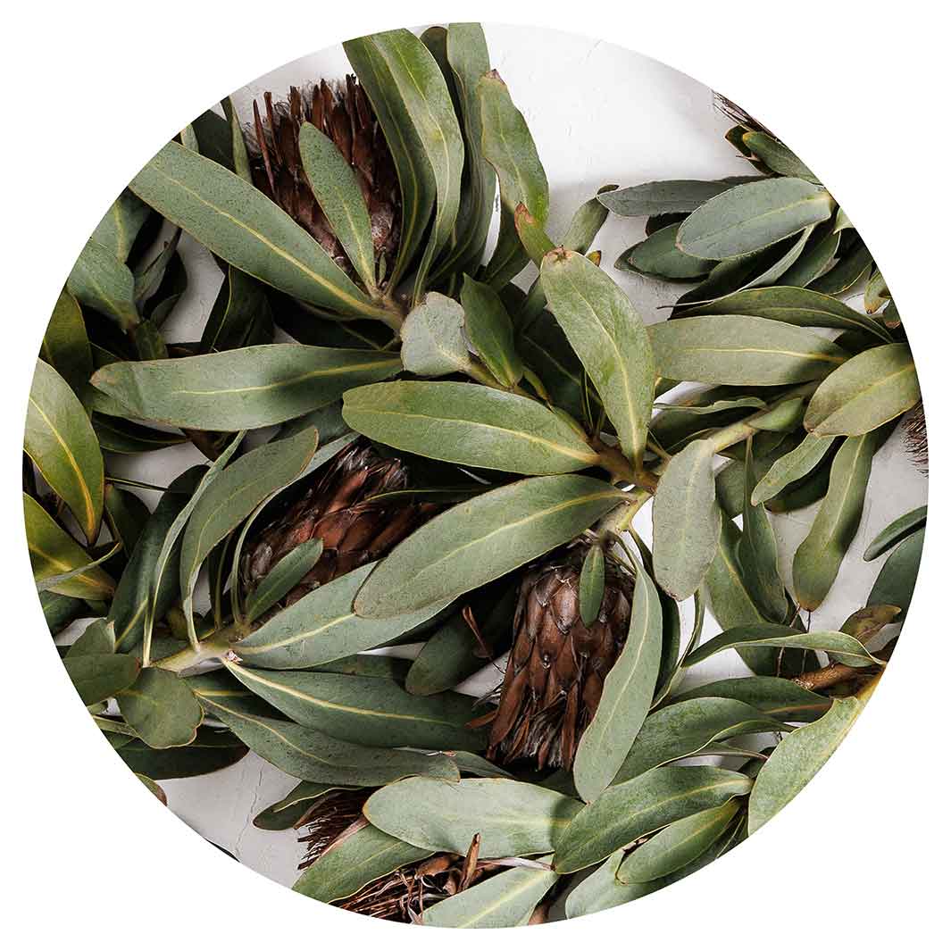 DRIED PROTEA WITH GREEN LEAVES VINYL FOAM ROUND MAT