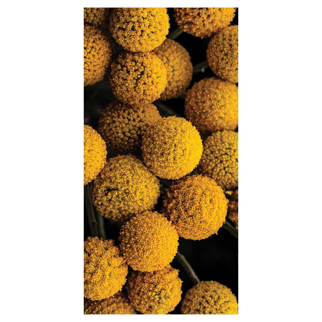 NATURAL YELLOW CRASPEDIA BILLY BUTTON BALLS VINYL FOAM RUNNER MAT