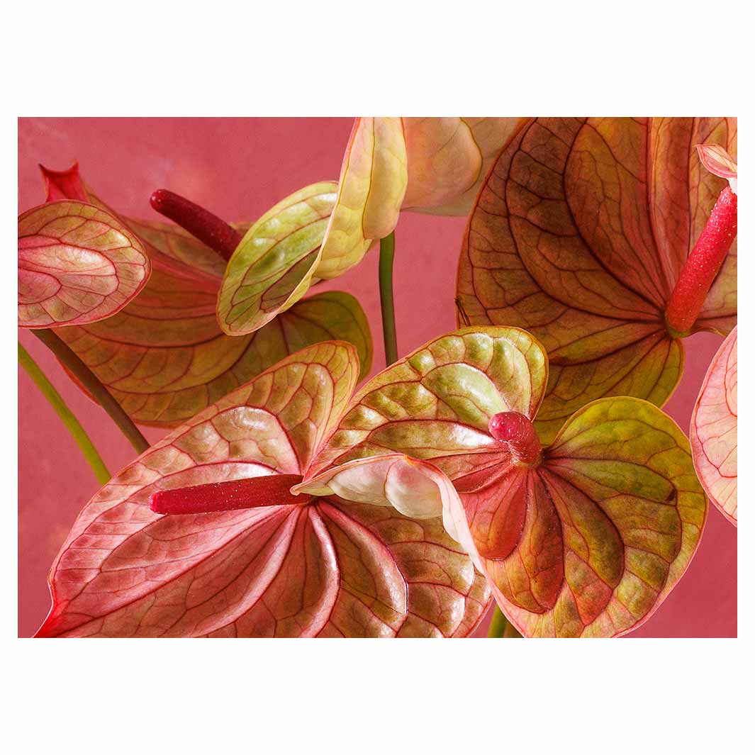 ANTHURIUM LIGHT PINK AND GREEN ON MAGENTA VINYL FOAM MAT