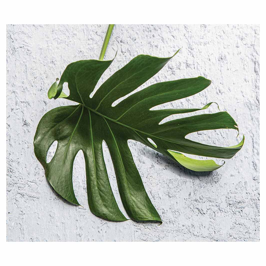 LEAVES GREEN MONSTERA LEAF VINYL FOAM MAT