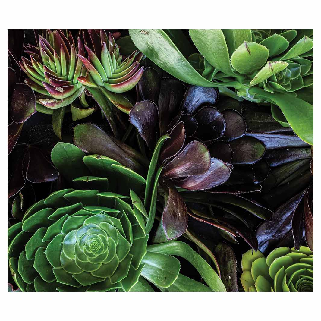 NATURAL GREEN AND PURPLE ALOE GARDEN VINYL FOAM MAT